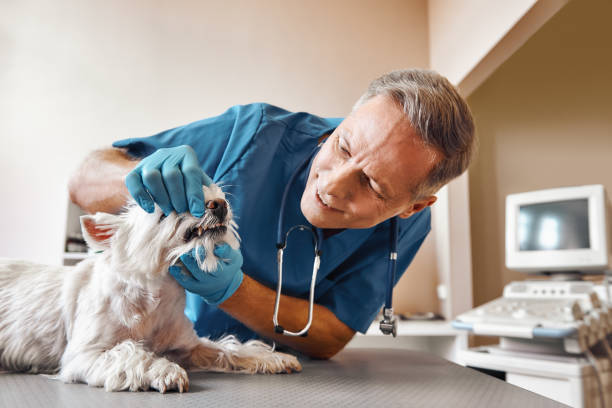 Best Emergency Dentist for Special Needs Patients in Lower Grand Lagoon, FL
